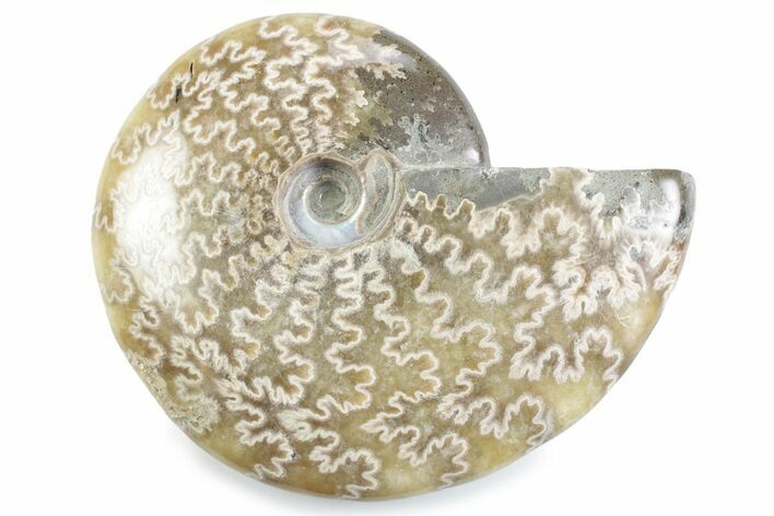 Polished Ammonite (Cleoniceras) Fossil - Madagascar #364960